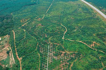 Aerial View Photography of Green Trees