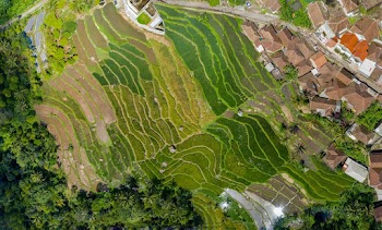 Aerial View Photography of Green Trees