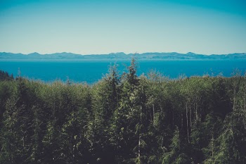 aerial view photography of green trees beside ocean