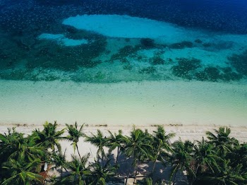 aerial view photography of palm trees on beach during daytime