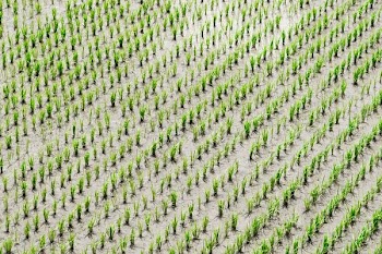 aerial view photography of rice crops during daytime