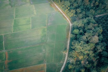 Aerial View Photography of Rice Field and Green Forest
