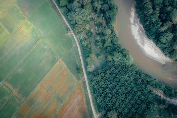Aerial View Photography of Trees