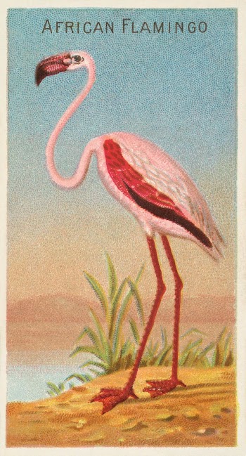 Aesthetic African flamingo, (1889) painting | Free Photo - rawpixel