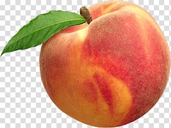 Aesthetic, apple fruit transparent background PNG clipart