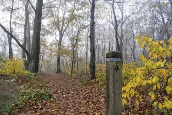 Aesthetic Autumn forest, nature background. | Free Photo - rawpixel