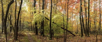 Aesthetic Autumn forest, nature background. | Free Photo - rawpixel