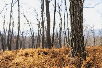 Aesthetic Autumn forest, nature background. | Free Photo - rawpixel
