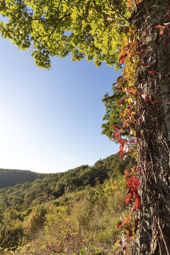 Aesthetic Autumn forest, nature background. | Free Photo - rawpixel