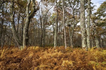Aesthetic Autumn forest, nature background. | Free Photo - rawpixel