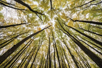 Aesthetic Autumn forest, nature background. | Free Photo - rawpixel