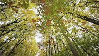 Aesthetic Autumn forest, nature background. | Free Photo - rawpixel