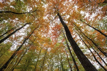Aesthetic Autumn forest, nature background. | Free Photo - rawpixel