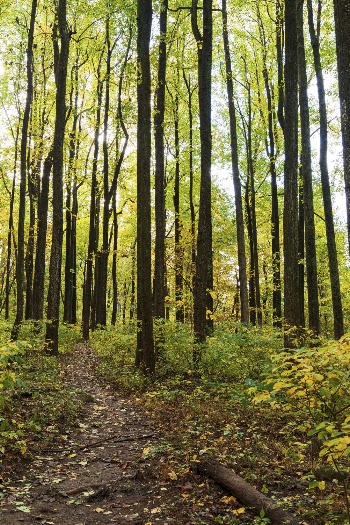Aesthetic Autumn forest, nature background. | Free Photo - rawpixel