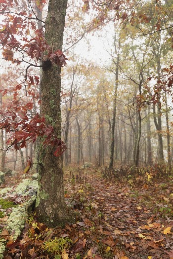Aesthetic Autumn forest, nature background. | Free Photo - rawpixel