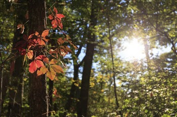 Aesthetic Autumn forest, nature background. | Free Photo - rawpixel