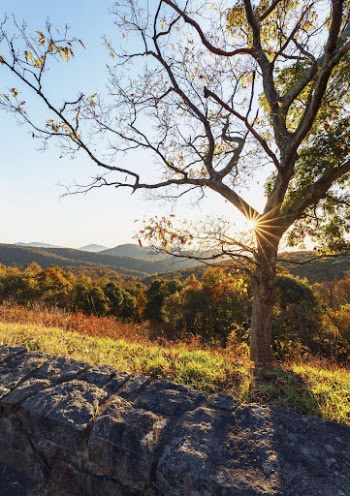Aesthetic Autumn forest, nature background. | Free Photo - rawpixel