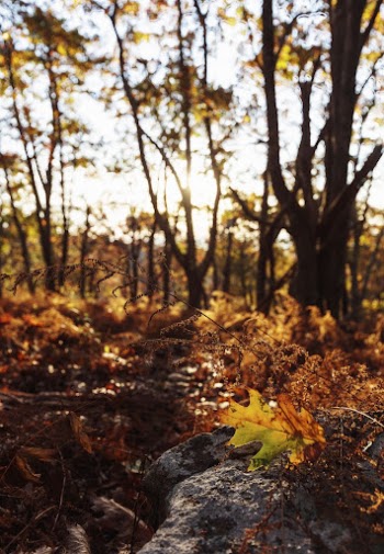 Aesthetic Autumn sunset background. Free | Free Photo - rawpixel