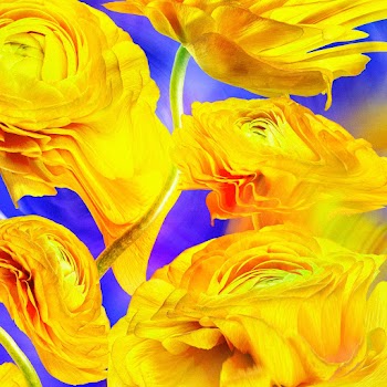 Aesthetic background wallpaper, yellow flower… | Free stock illustration | High Resolution graphic