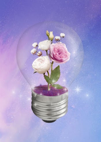 Aesthetic blooming flowers in light | Free Photo - rawpixel