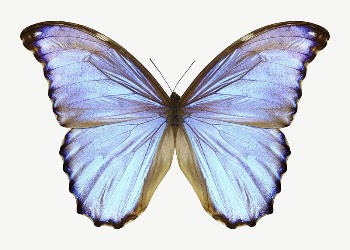 Aesthetic butterfly collage element, animal | Free PSD - rawpixel