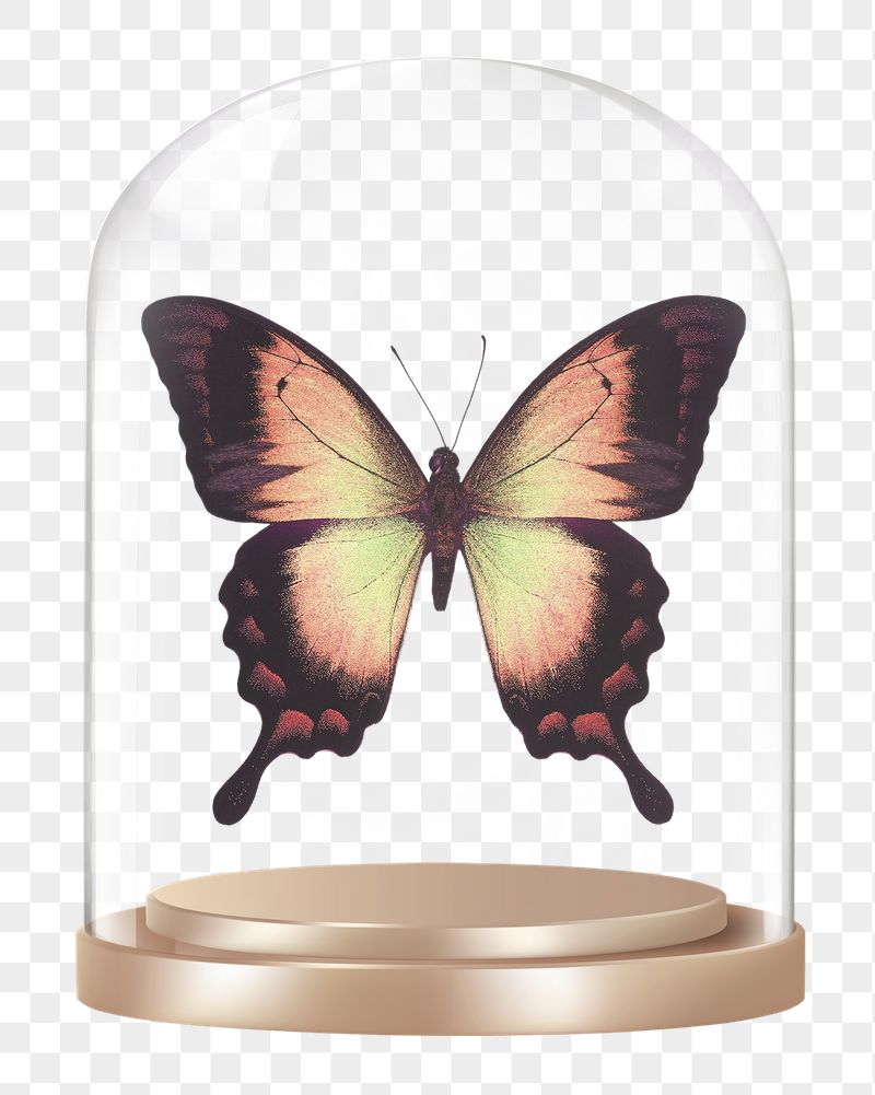 Aesthetic butterfly png glass dome | Free PNG - rawpixel