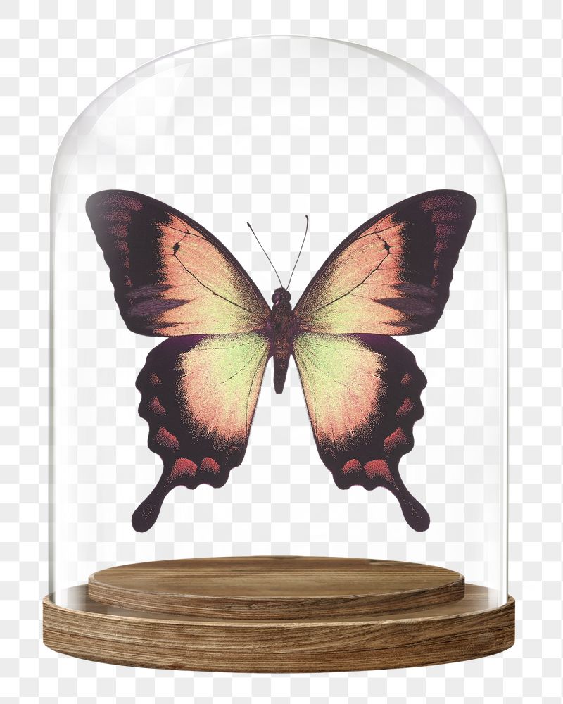 Aesthetic butterfly png glass dome | Free PNG - rawpixel