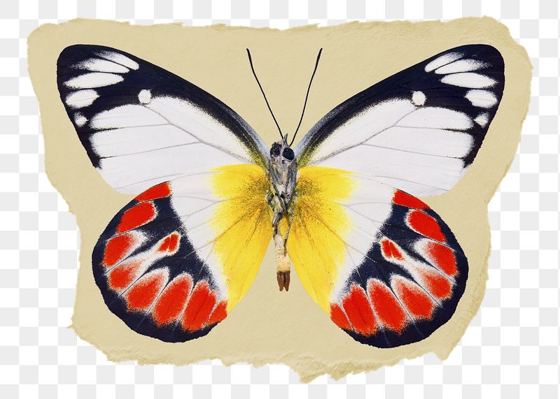 Aesthetic butterfly png ripped paper | Free PNG - rawpixel