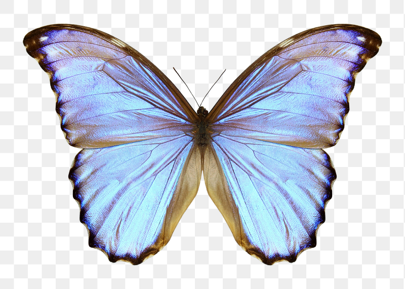Aesthetic butterfly png sticker, animal | Free PNG - rawpixel