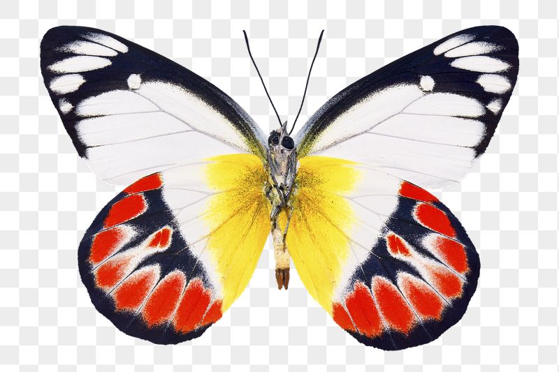 Aesthetic butterfly png sticker, insect | Free PNG - rawpixel