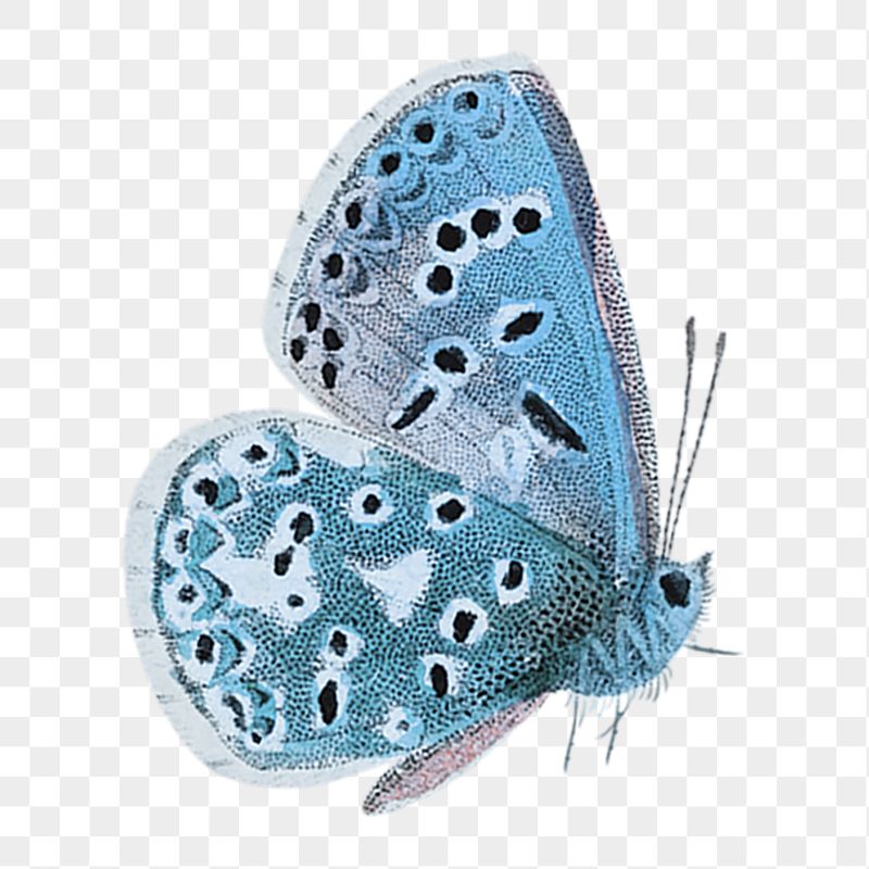 Aesthetic butterfly png sticker, transparent | Free PNG - rawpixel