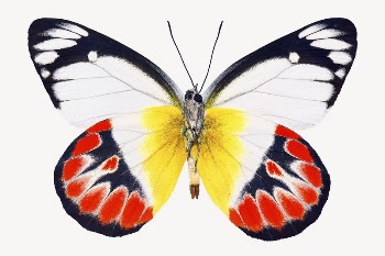 Aesthetic butterfly sticker, insect image | Free PSD - rawpixel