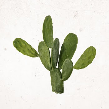 Aesthetic cactus clipart, desert plant | Free Photo - rawpixel