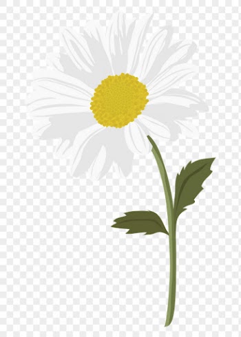 Aesthetic daisy png sticker, white | Free PNG - rawpixel
