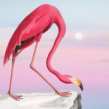 Aesthetic flamingo background, pink sky | Free Photo Illustration - rawpixel