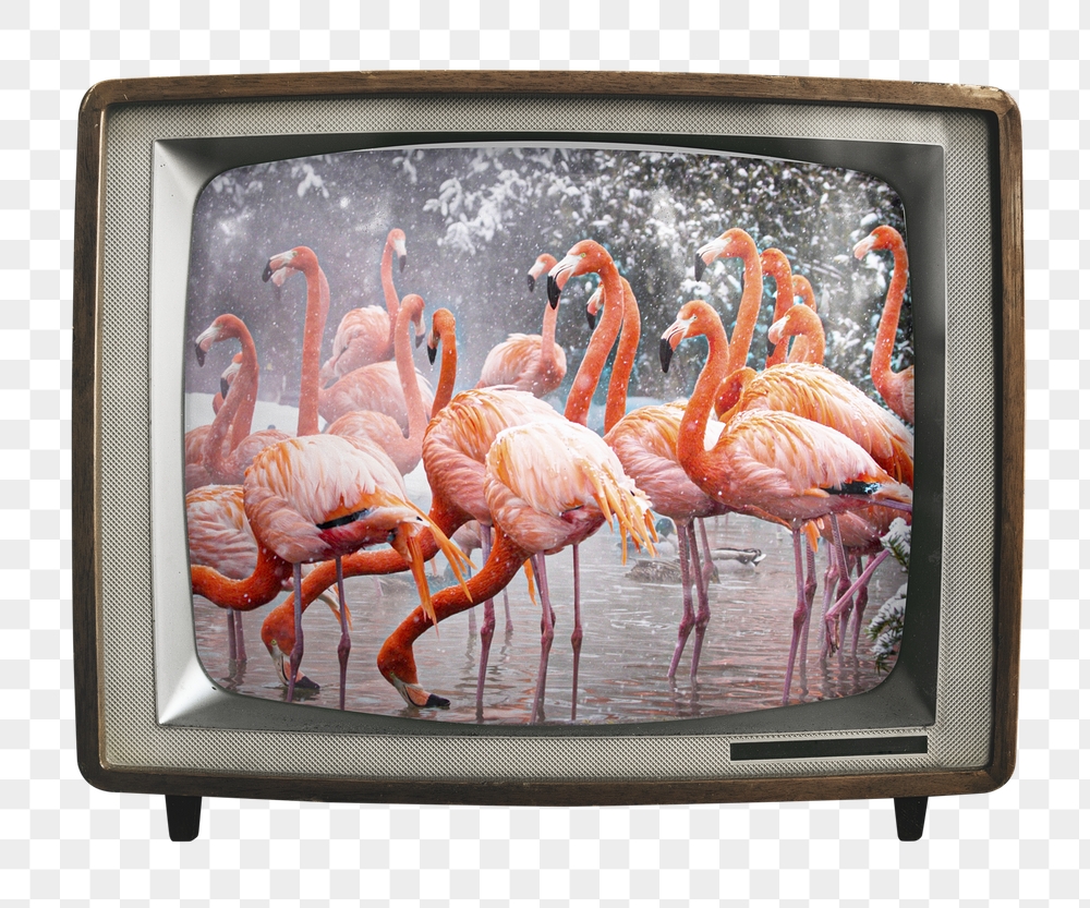 Aesthetic flamingos png sticker, animal | Free PNG - rawpixel