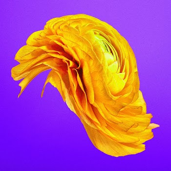 Aesthetic flower element, psychedelic yellow… | Free stock illustration | High Resolution graphic