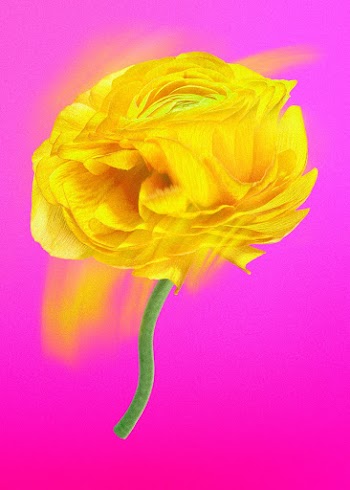 Aesthetic flower element, psychedelic yellow… | Free stock illustration | High Resolution graphic