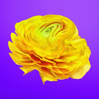 Aesthetic flower element, psychedelic yellow… | Free stock illustration | High Resolution graphic