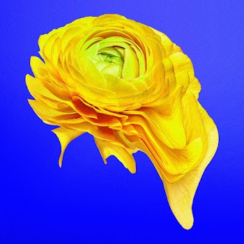 Aesthetic flower element, psychedelic yellow… | Free stock illustration | High Resolution graphic