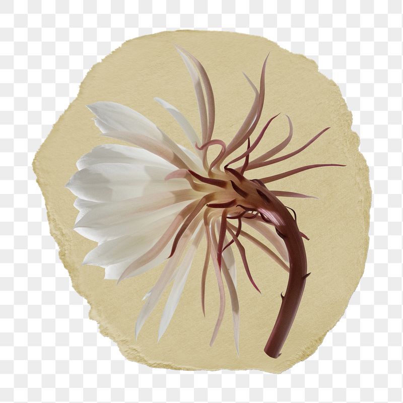 Aesthetic flower png ripped paper | Free PNG - rawpixel