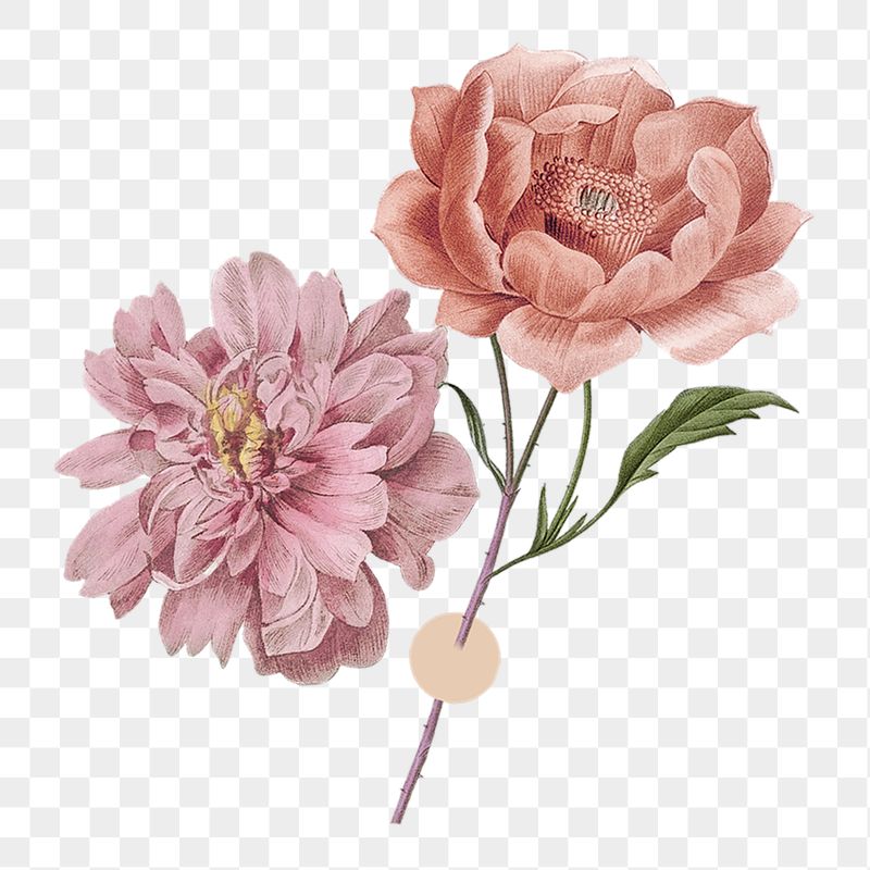 Aesthetic flower png sticker, transparent | Free PNG - rawpixel