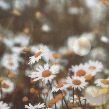Aesthetic flowers background, bokeh design | Free Photo - rawpixel