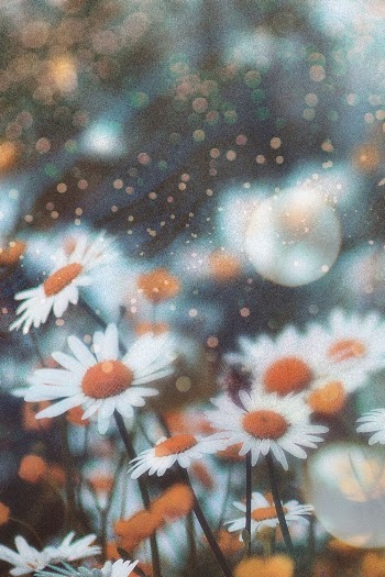 Aesthetic flowers background, bokeh design | Free Photo - rawpixel