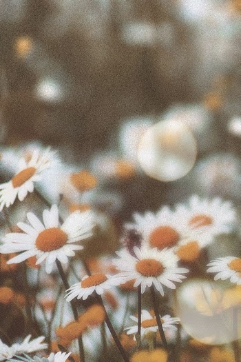 Aesthetic flowers background, floral design | Free Photo - rawpixel