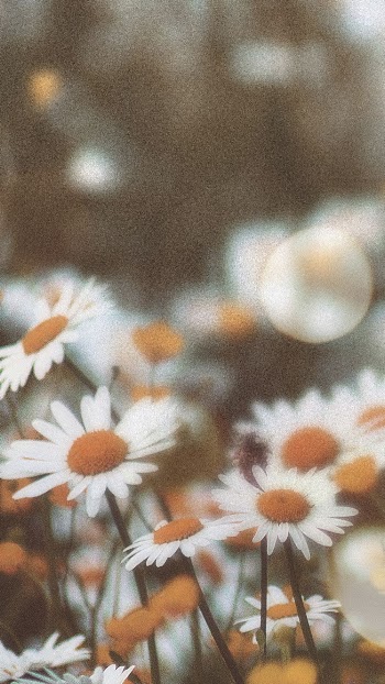Aesthetic flowers mobile wallpaper, floral | Free Photo - rawpixel