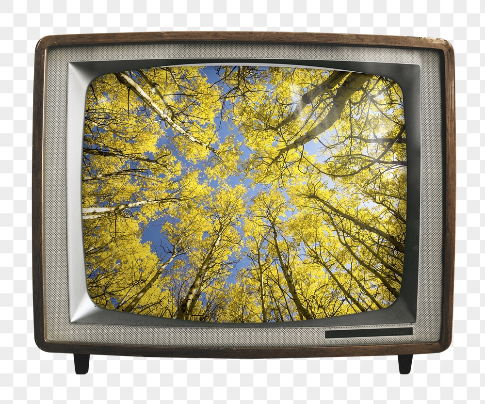 Aesthetic forest png sticker, nature | Free PNG - rawpixel