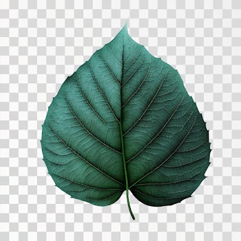 Aesthetic Leaf PNG transparent