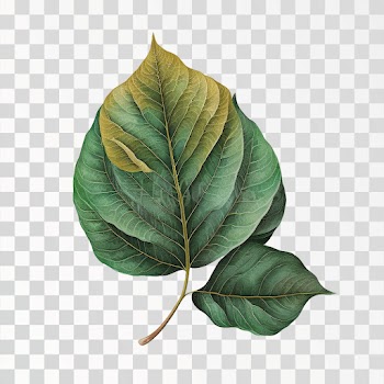 Aesthetic Leaf PNG transparent