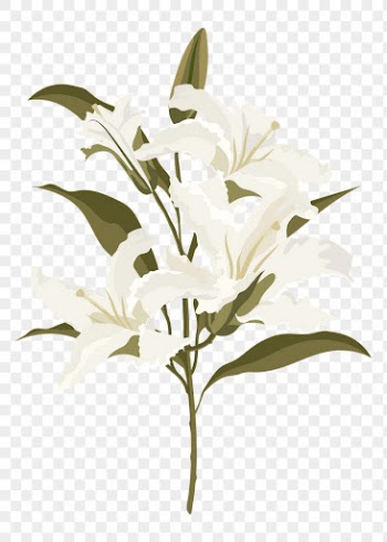 Aesthetic lily png sticker, white | Free PNG - rawpixel